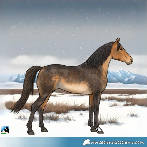 Horse Color:Buckskin Rabicano