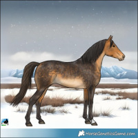 Horse Color:Buckskin Rabicano 