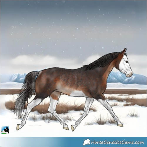 Horse Color:Bay Splash Rabicano 