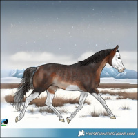 Horse Color:Bay Splash Rabicano