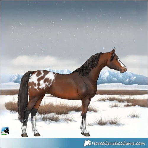 Horse Color:Bay Blanket
