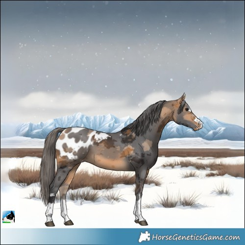 Horse Color:Buckskin Merle Blanket 