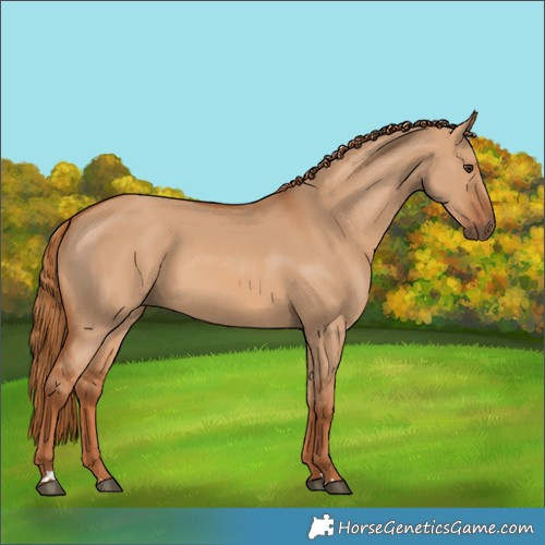 Horse Color:Red Dun 