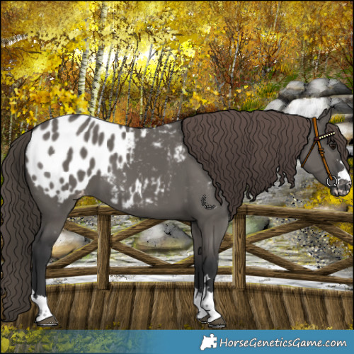 Horse Color:Grullo Appaloosa 