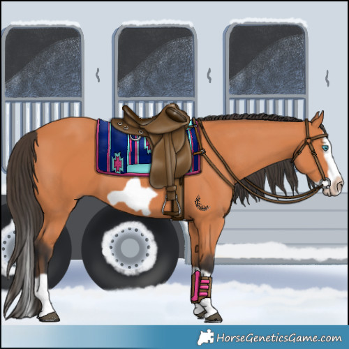 Horse Color:Bay Splash Frame