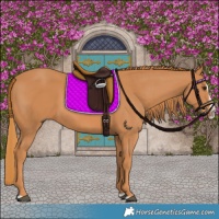 Horse Color:Chestnut Splash Frame 