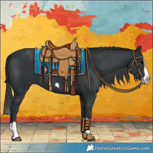 Horse Color:Black Splash Frame 