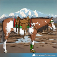 Horse Color:Bay Splash Frame 