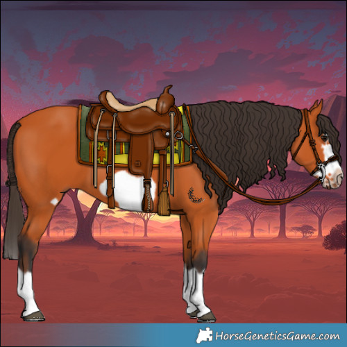 Horse Color:Bay Splash Frame 