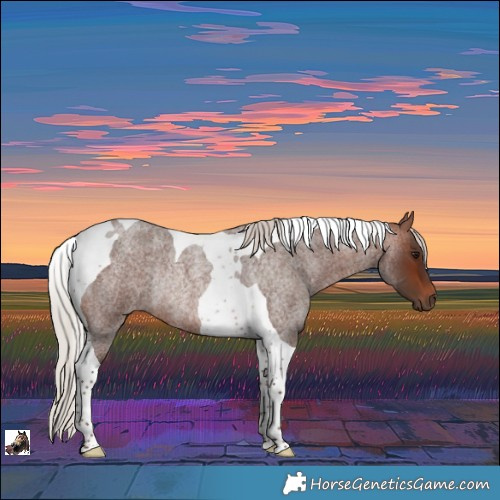 Horse Color:Silver Brown Roan Tobiano Rabicano