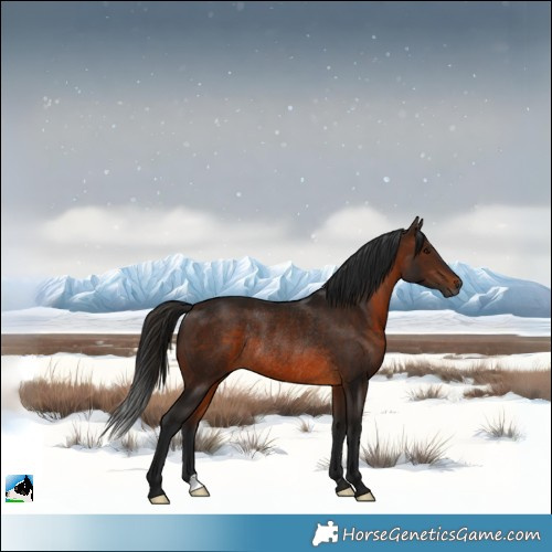 Horse Color:Gray Bay Rabicano