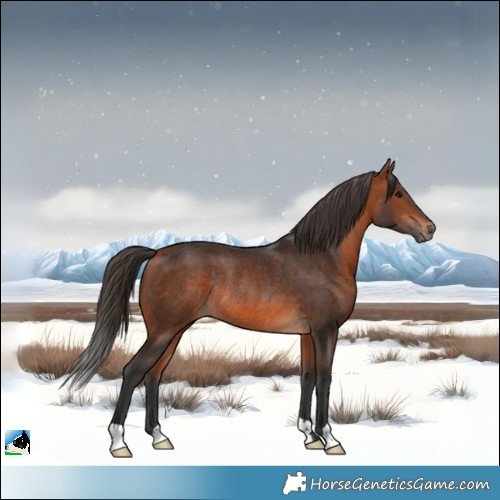 Horse Color:Bay Rabicano 