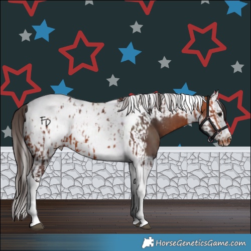 Horse Color:Bay Splash Tobiano Appaloosa  and Bay Splash Tobiano Frame Appaloosa 