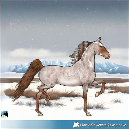 Horse Color:Red Roan Skewed Appaloosa 