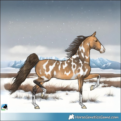 Horse Color:Buckskin Skewed Appaloosa 