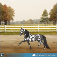 Horse Color:Smoky Black Skewed Appaloosa Rabicano 