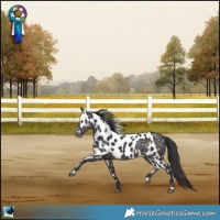 Horse Color:Smoky Black Skewed LP Spotted Rabicano