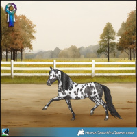 Horse Color:Smoky Black Skewed Appaloosa Rabicano