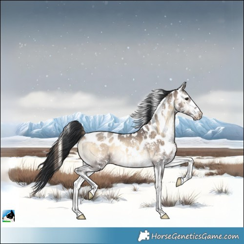 Horse Color:Brown Onyx Sabino Skewed Appaloosa 