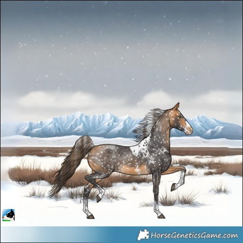 Horse Color:Buckskin Sabino Skewed Appaloosa Rabicano 