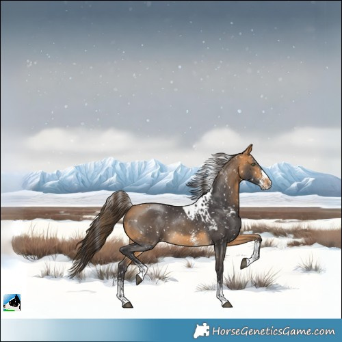 Horse Color:Buckskin Sabino Skewed Appaloosa Rabicano 