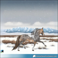 Horse Color:Buckskin Sabino Skewed Appaloosa Rabicano