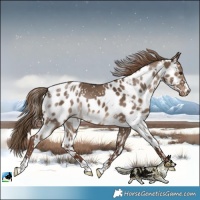 Horse Color:Liver Red Dun Skewed LP Spotted