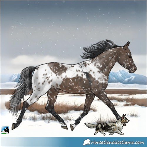 Horse Color:Brown Dun Skewed LP Spotted 