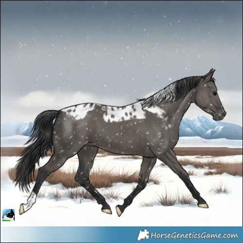 Horse Color:Grullo Skewed Appaloosa 