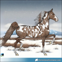 Horse Color:Liver Red Dun Skewed Appaloosa 