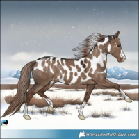 Horse Color:Liver Red Dun Skewed Appaloosa