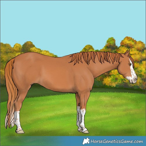 Horse Color:Chestnut Splash 