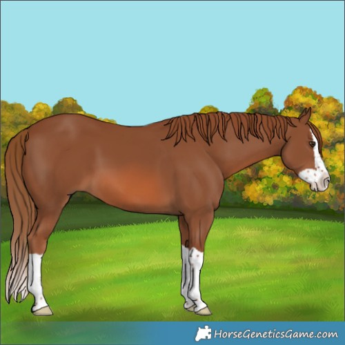 Horse Color:Chestnut Splash