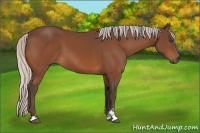Horse Color:Silver Bay Sabino