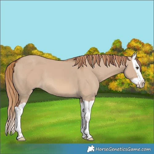 Horse Color:Red Dun Splash