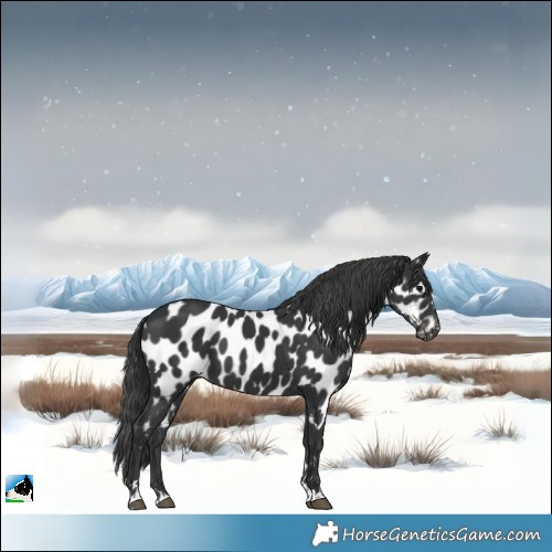 Horse Color:Black Near Leopard 