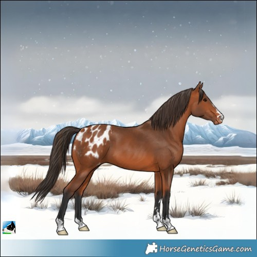 Horse Color:Bay Appaloosa 