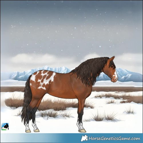 Horse Color:Bay Blanket 