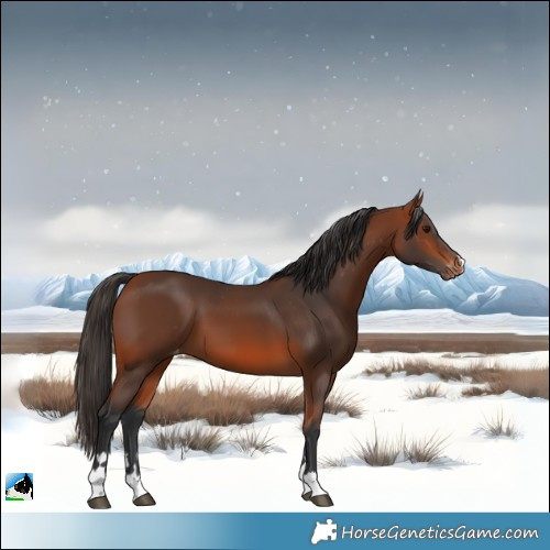 Horse Color:Bay Varnish
