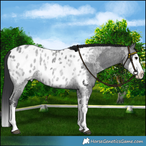 Horse Color:Blue Roan Sabino Splash Appaloosa  and Blue Roan Sabino Splash Appaloosa 
