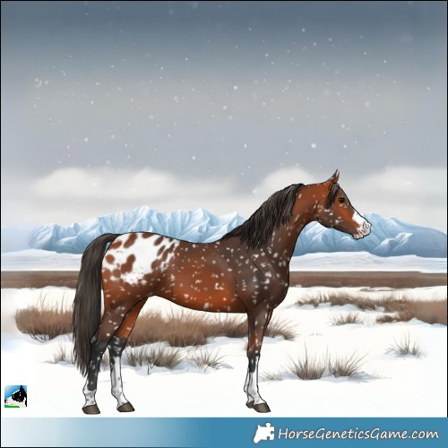 Horse Color:Bay Blanket 