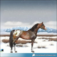 Horse Color:Bay Blanket 