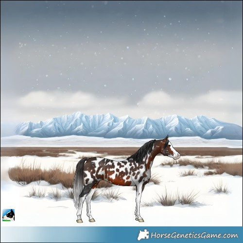 Horse Color:Bay Splash Skewed Appaloosa 