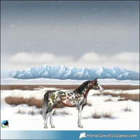 Horse Color:Bay Splash Skewed LP Spotted