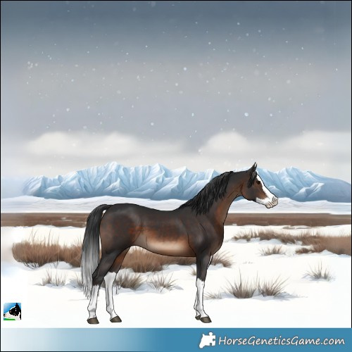Horse Color:Brown Splash 