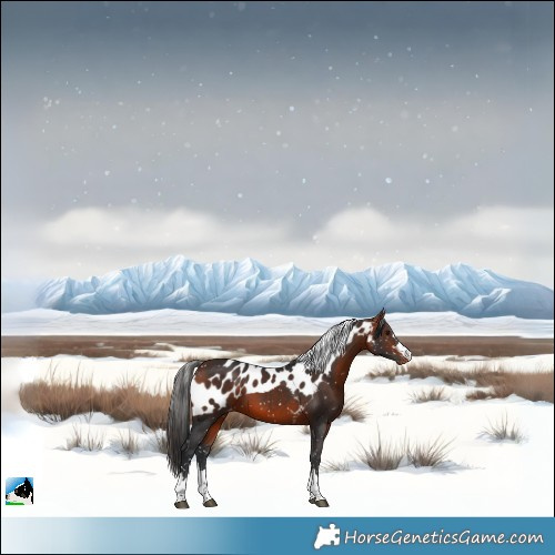 Horse Color:Bay Skewed Appaloosa 