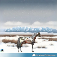 Horse Color:Bay Skewed LP Spotted 