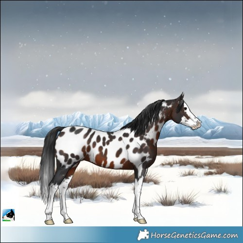 Horse Color:Brown Splash Near Leopard 
