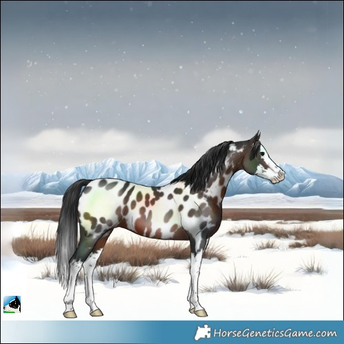 Horse Color:Brown Splash Near Leopard 