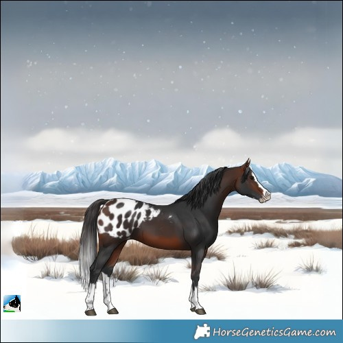 Horse Color:Bay Splash Appaloosa